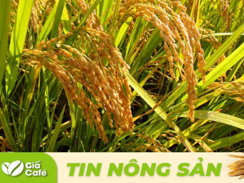 gi&aacute; l&uacute;a gạo h&ocirc;m nay 14/11/2025